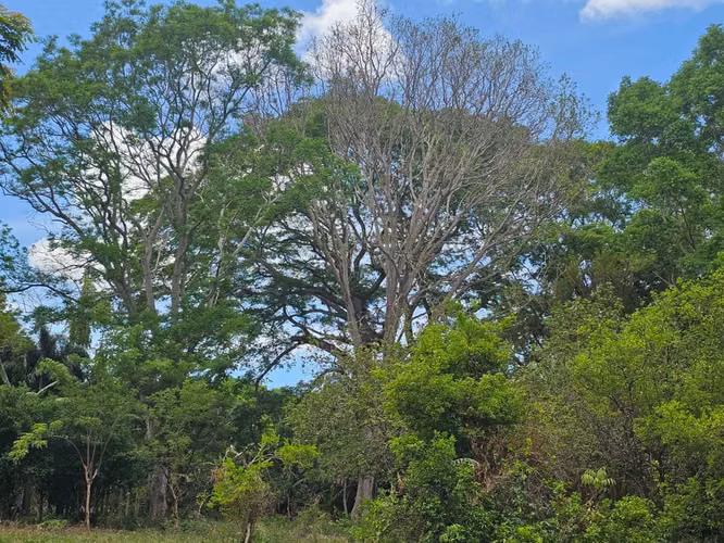 VENTA DE TERRENO de 4.5 mnz a orillas de la carretera Diriomo Guanacaste ml - Imagen 8