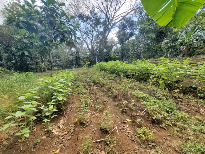 ¡EN VENTA! hermosa finca en San Marcos km 44 - Imagen 17