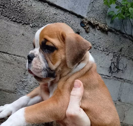 BULLBOXER!