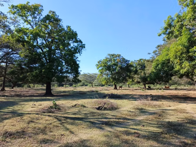 Farm for sale in Nagarote