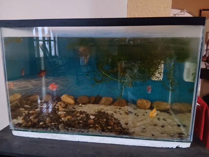 Sell fish