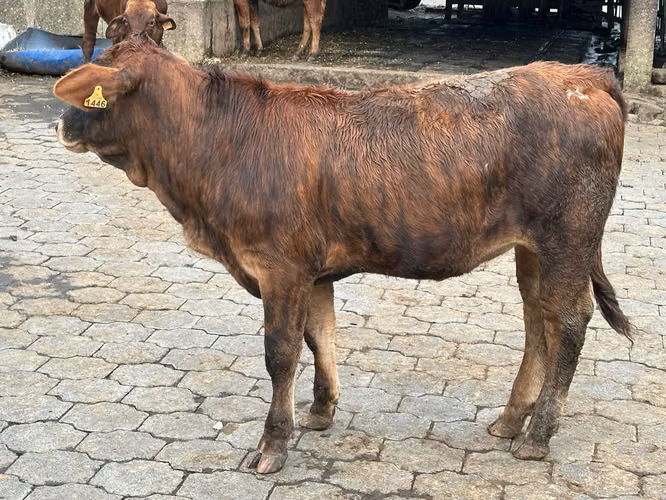 Toros Beefmaster