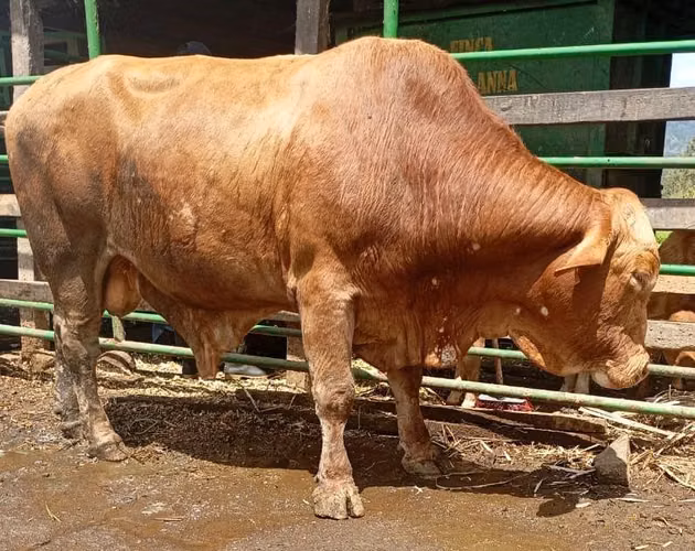 Toros Beefmaster