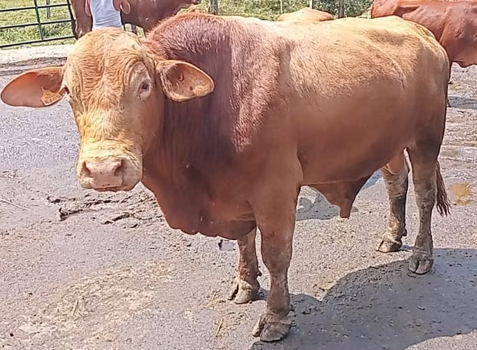 Toros Beefmaster