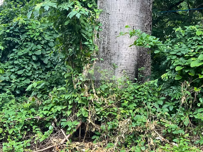 Terreno en Venta Carretera Sur, Managua - Imagen 20