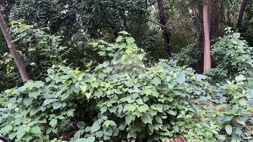 Terreno en Venta Carretera Sur, Managua - Imagen 3