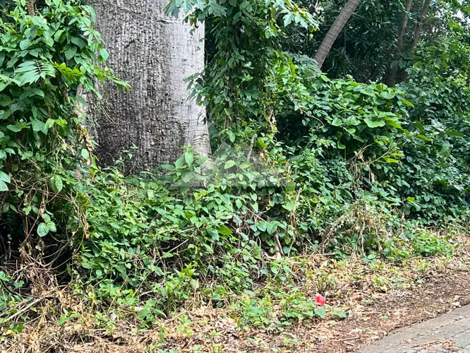Terreno en Venta Carretera Sur, Managua - Imagen 10