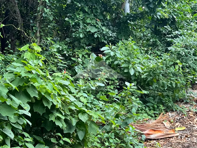 Terreno en Venta Carretera Sur, Managua - Imagen 17