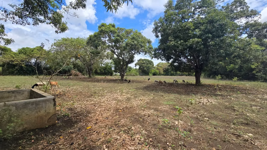 Venta de 2 Manzanas de terreno plano en Nindiri