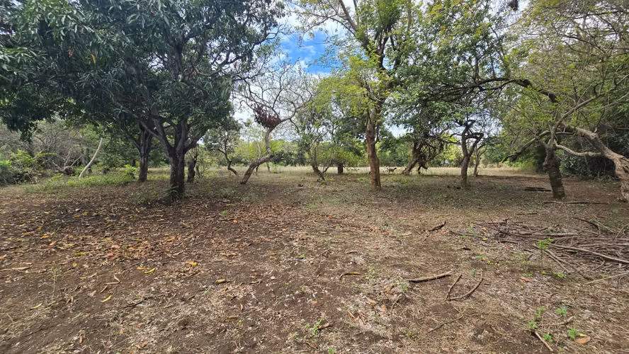Venta de 2 Manzanas de terreno plano en Nindiri