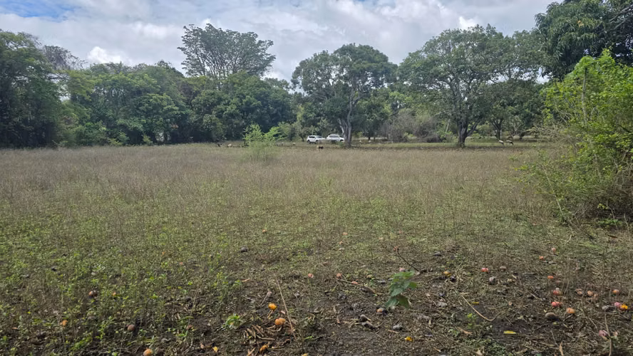 Venta de 2 Manzanas de terreno plano en Nindiri