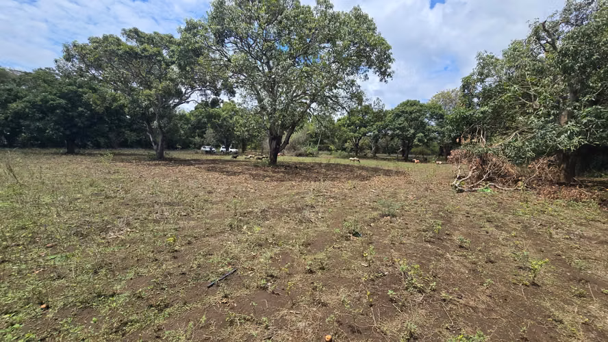Venta de 2 Manzanas de terreno plano en Nindiri