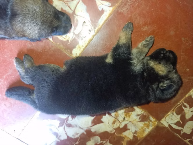 Nice puppies