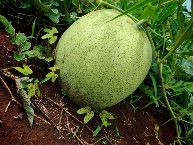 Se vende manzana de sandia