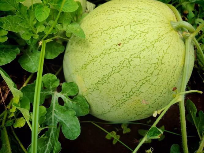 Se vende manzana de sandia