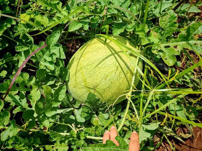 Se vende manzana de sandia