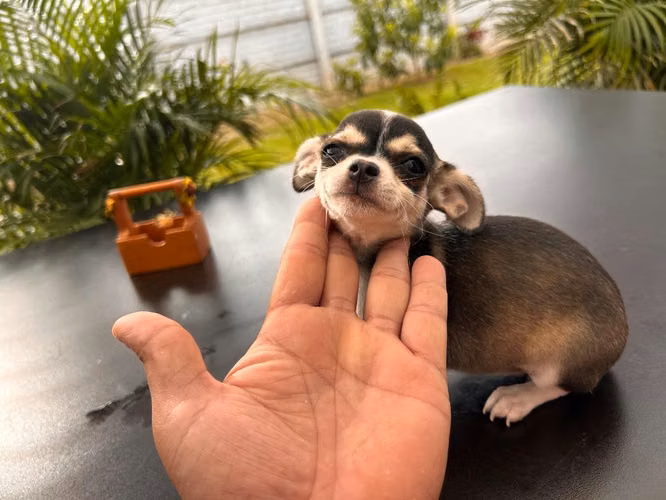 Chihuahua en venta 100% puros