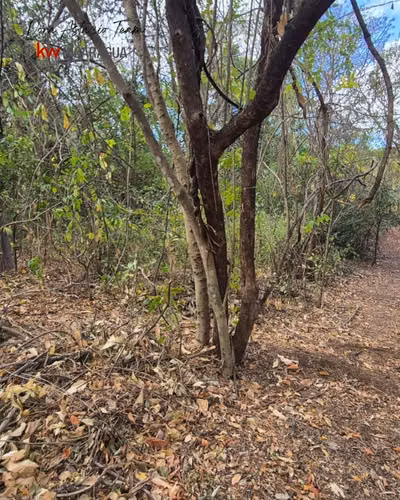 ¡En venta! Terreno en San Isidro de Bolas, Managua. - Imagen 11