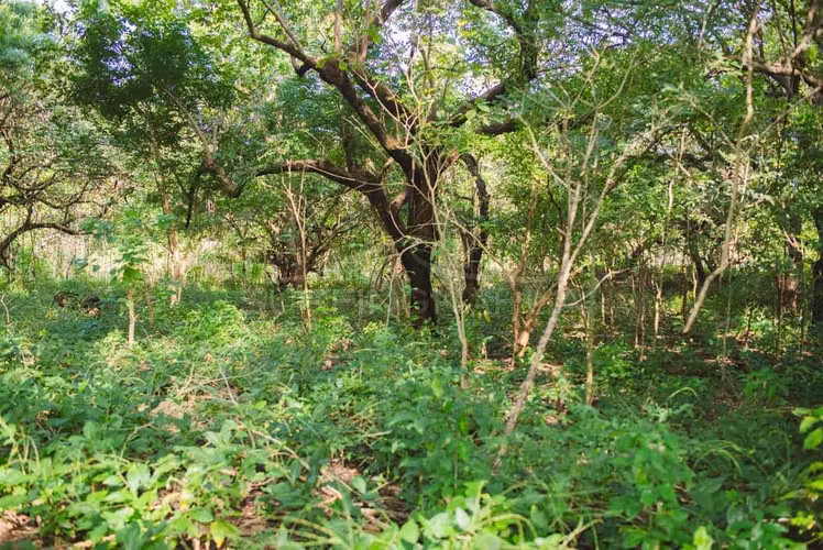 Hermosa Propiedades de Playa en venta en El Viejo, Chinandega
