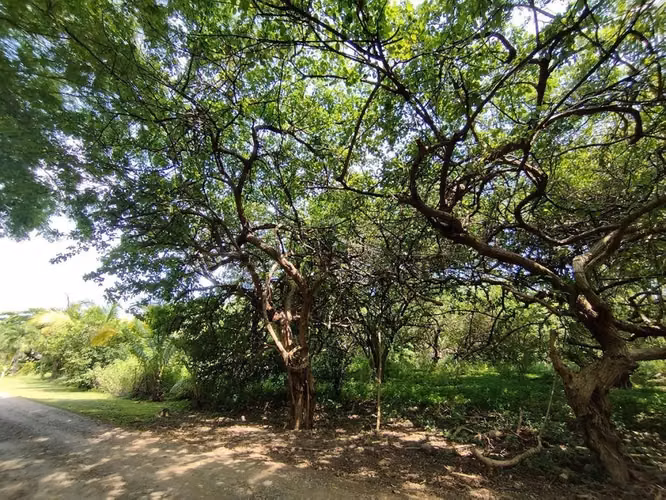 Atractiva Propiedades de Playa en venta en El Viejo, Chinandega