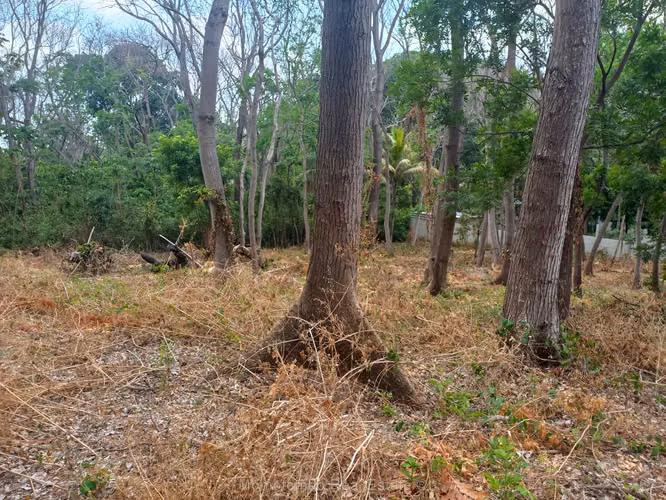 Hermoso Terreno en Venta en Carretera Sur - Imagen 3