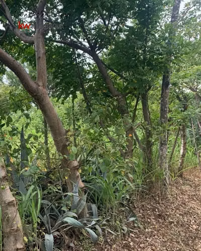 ¡En venta! Terreno ubicada en Comarca Los Madrigales, Veracruz. - Imagen 4