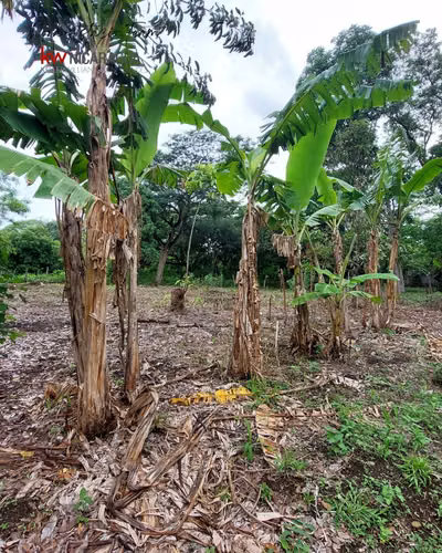 ¡En venta! Terreno Plano, Arborizado en zona muy tranquila y buen clima, Ticuantepe.