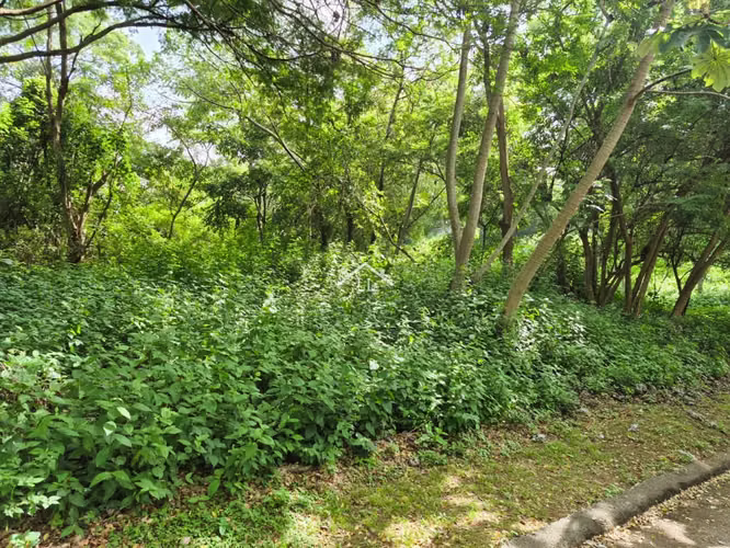 LL - Se Vende Terreno en Residencial en Balcones de Santo Domingo - Imagen 9