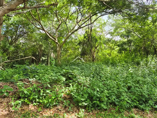 LL - Se Vende Terreno en Residencial en Balcones de Santo Domingo - Imagen 8