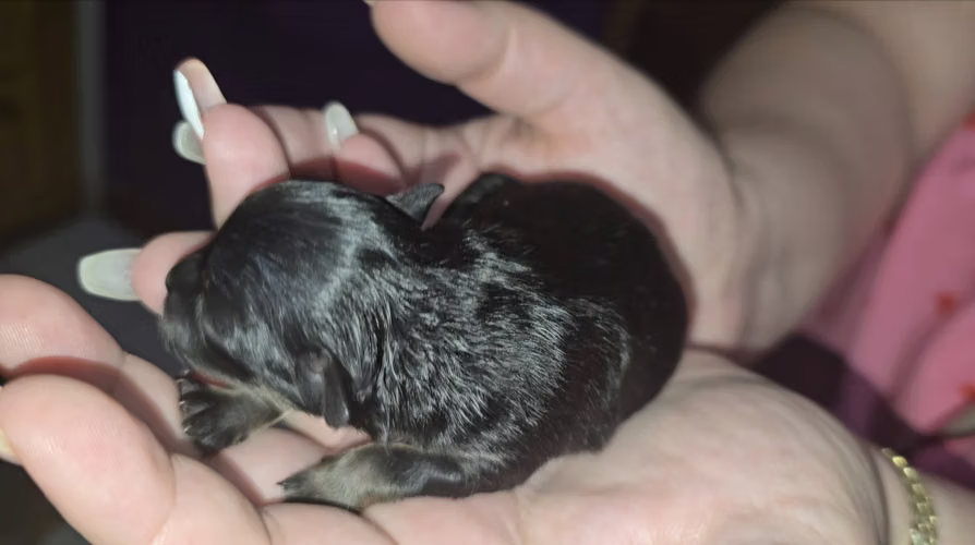 Pomeranian para reserva exoticos