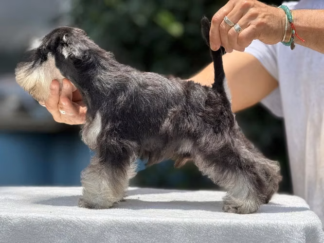 Schnauzer miniatura full pedigree internacional - Imagen 6