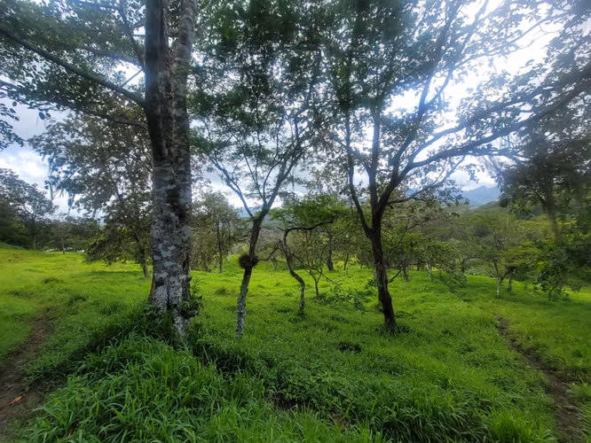 Venta de Finca en Jinotega - Imagen 4