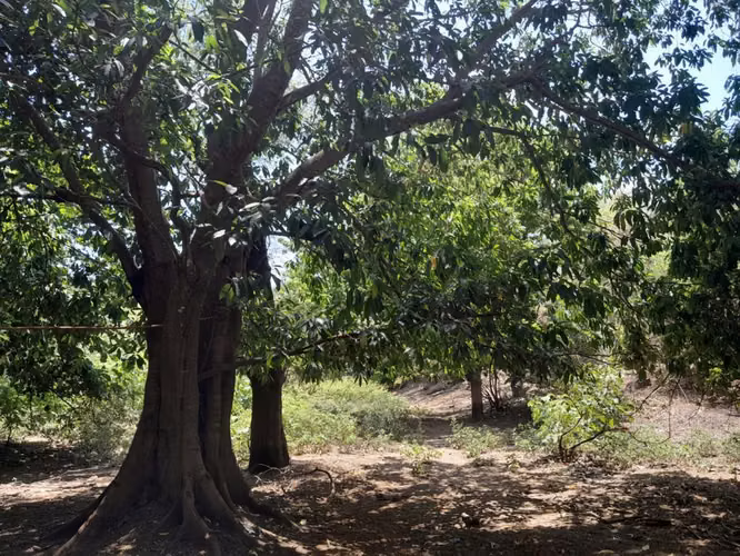 ¡Oportunidad de Inversión! Finca de 100 Manzanas en León