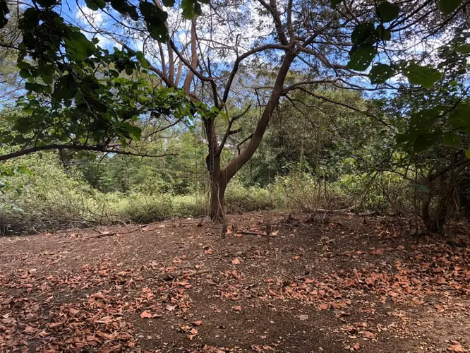 ¡Oportunidad de Inversión! Finca de 100 Manzanas en León