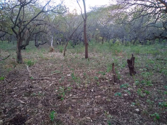 terreno de 4.5 manzanas en Ciudad Sandino Managua nicaragua