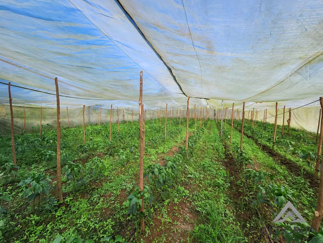 FINCA AGRÍCOLA EN VENTA | TISMA, MASAYA