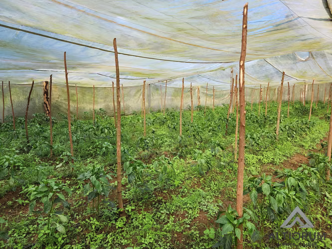 FINCA AGRÍCOLA EN VENTA | TISMA, MASAYA
