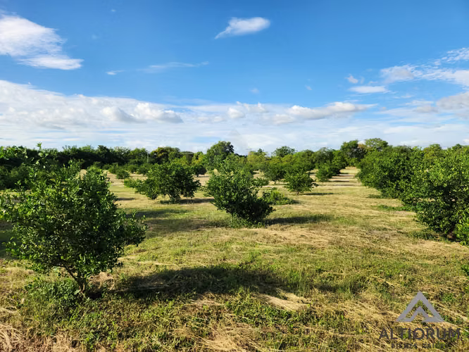 FINCA AGRÍCOLA EN VENTA | TISMA, MASAYA
