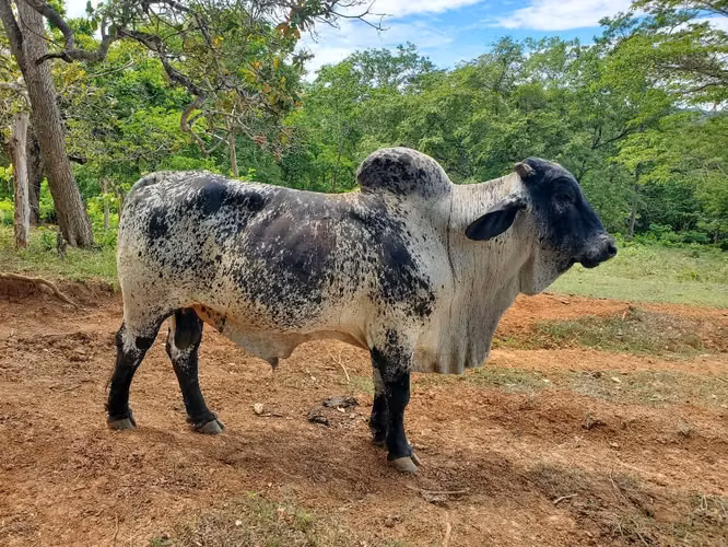 Hermoso Toro Sardo Negro.