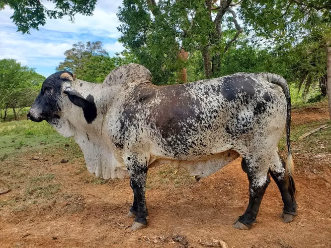 Hermoso Toro Sardo Negro.