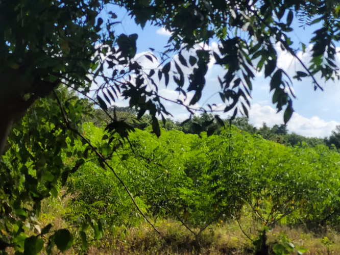 Terreno en Venta - KM 14 Carretera a Masaya - Imagen 4