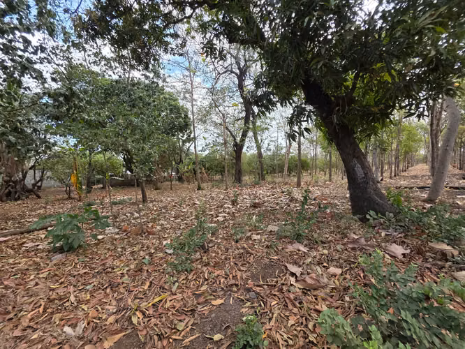 FH | Terreno en Venta | Sabana Grande - Imagen 6