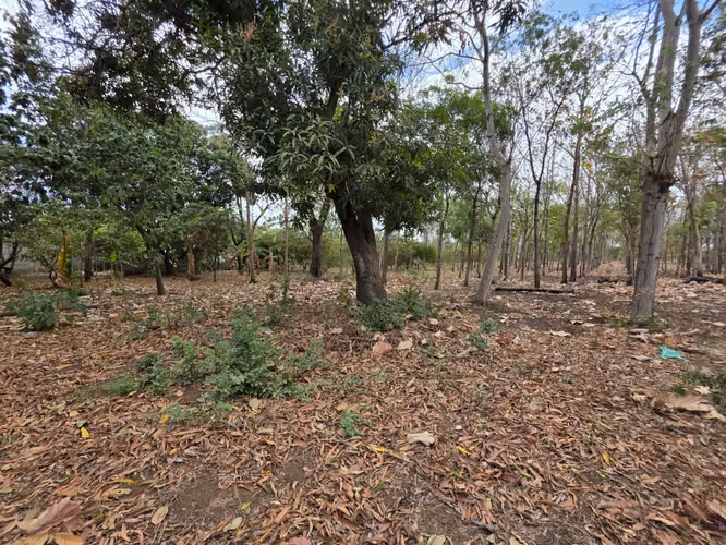 FH | Terreno en Venta | Sabana Grande - Imagen 10