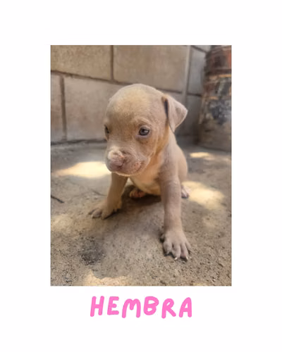 Pitbull American Standford con XL