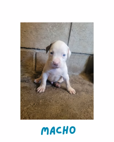 Pitbull American Standford con XL - Imagen 2