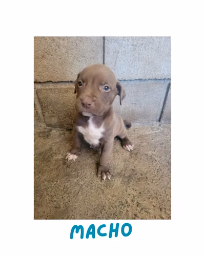 Pitbull American Standford con XL - Imagen 3