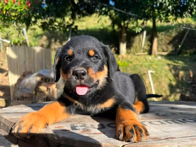 Rottweiler