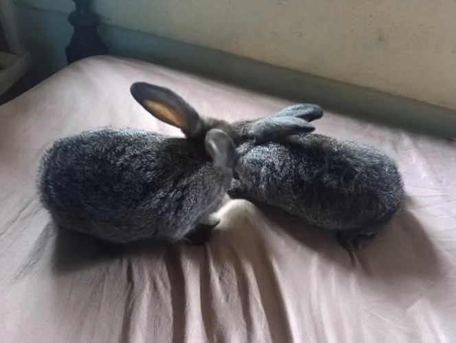 Conejos