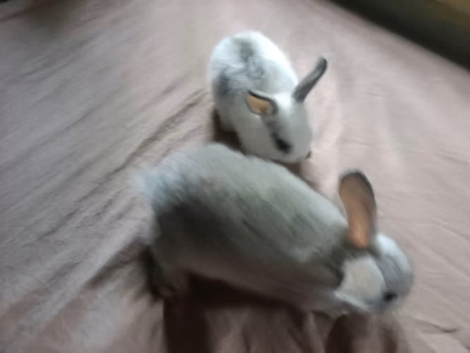 Conejos