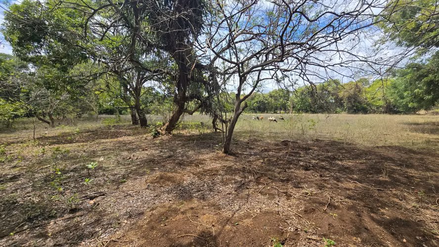 2 Manzanas en venta en Nindiri, a 1500 mts de la carretera